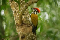 Datel zlatohrbety - Dinopium javanense - Common Flameback 2890